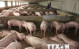 Dùng chất tạo nạc trong chăn nuôi lợn: Lợi trước mắt, hại lâu dài