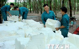 Ngành cao su đối mặt với nhiều thách thức trong giai đoạn tới