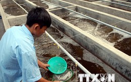 Bình Thuận dự kiến cung cấp 20 tỷ con tôm giống trong năm nay
