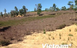 Nghệ An: Nhiều xí nghiệp chè "điêu đứng" vì giao khoán đất đai