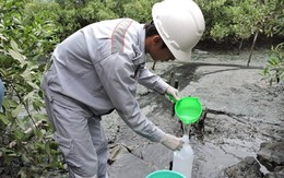 Vụ cá chết trắng sông: Thanh tra các nhà máy chế biến hải sản