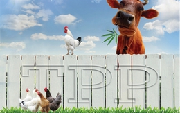 Doanh nghiệp nuôi bò: Chưa ngại TPP