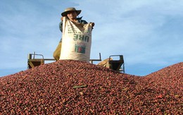 Quy định mới của Hàn Quốc gây khó cho nông sản Việt Nam