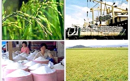 Gạo Việt đang bị tẩy chay tại Mỹ?