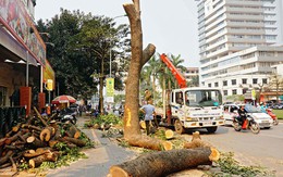 Công bố kết quả thanh tra vụ chặt cây xanh Hà Nội