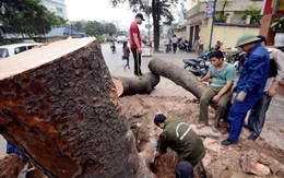 Thời sự 24h: Hà Nội họp báo về dự án thay mới 6.700 cây xanh