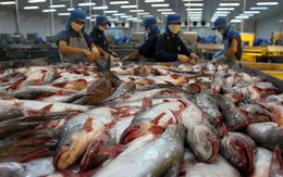 Brazil chuộng cá tra Việt Nam