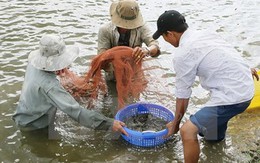 Nông dân Trà Vinh phấn khởi vì trúng vụ nuôi tôm càng xanh