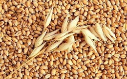 Giá lúa mì thấp nhất 10 năm, thị trường Australia hấp dẫn nhà nhập khẩu Châu Á