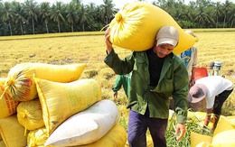 Hạn mặn kỷ lục có đủ sức giữ giá lúa gạo cả năm?