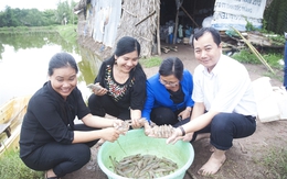 Nuôi tôm trúng tiền tỷ sau hạn, mặn