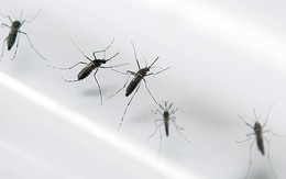 ​Phát hiện trường hợp nhiễm Zika đầu tiên tại Lào