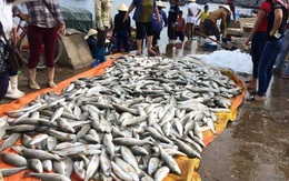 Cá chết hàng loạt ở Thanh Hóa do thủy triều đỏ