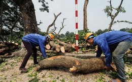 Hà Nội di dời, đốn hạ cả trăm cây xanh làm đường sắt