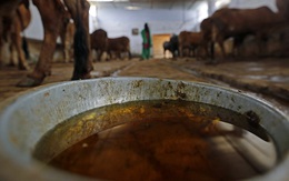 Tại Ấn Độ, nước tiểu bò bán rất chạy, chạy hơn cả sữa bò