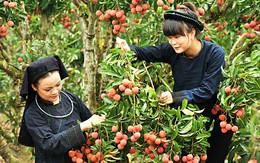 Vải thiều, thanh long, xoài... 'Cuộc đổ bộ' Việt Nam sang Âu - Mỹ