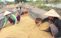 Giá lúa ĐBSCL tăng vọt, bà con nông dân mừng ra mặt