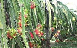 Trái cây Việt chinh phục các thị trường khó tính trong năm 2015