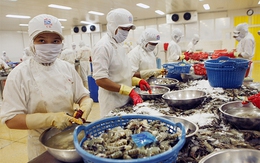 Thủy sản Việt Nam bị EU cảnh báo nhiễm kháng sinh: Trách nhiệm thuộc về ai?