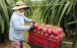 Bỏ VietGAP, theo thương lái Trung Quốc