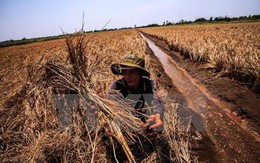 Biến đổi khí hậu khiến Việt Nam thiệt hại 15.000 tỷ đồng
