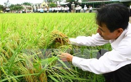 Ngành nông nghiệp giảm khoảng 100.000ha đất trồng lúa năm nay
