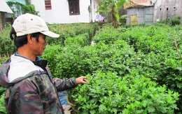 Ngậm ngùi hoa Tết “vô sinh”