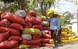 Trung Quốc sang tận ruộng kiểm tra gạo Việt