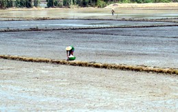 Người trồng lúa ĐBSCL gặp khó khi tái sản xuất sau hạn mặn