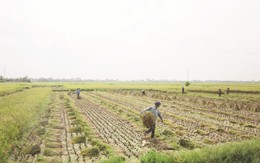 Phát triển lúa gạo: Cần thay đổi tư duy