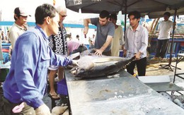 Dán nhãn “An toàn cá heo”: Ngặt nghèo từ EU