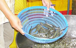 Cá và khô cũng nhiễm chất cấm