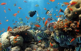 Lập khu bảo tồn biển gần 8.000 ha ở đảo Lý Sơn