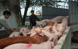 500 tấn lợn xuất qua các cửa khẩu Quảng Ninh mỗi ngày