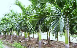 Trà Vinh khuyến cáo nông dân không phá vườn cây ăn trái để trồng cau