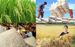 Tìm cách giữ thị trường cho gạo Việt