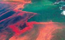 Tảo độc thủy triều đỏ “nở hoa” gây chết cá như thế nào?