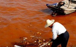 Thủy triều đỏ khiến cá biển chết là do con người gây ô nhiễm?