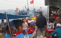 5h sáng mai, Đà Nẵng bán cá sạch tại các chợ