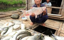 Vụ cá chết trên sông Bưởi: Tỉnh báo cáo Thủ tướng Chính phủ