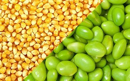 Lệnh cấm nhập khẩu đậu nành, ngô từ Mỹ vào Nga có hiệu lực