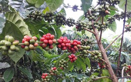 Xuất khẩu cà phê lấy lại đà tăng trưởng
