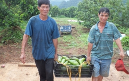 Dân Sơn La hái ra tiền từ các loại cây ăn quả, xuất hiện 'tỷ phú xoài'