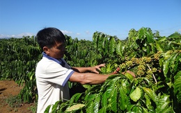 Xuất khẩu cà phê chế biến có thể đạt khoảng 350 triệu USD