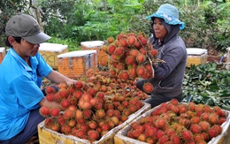 Nông dân Đồng Nai "ồ ạt" trồng chôm chôm Thái