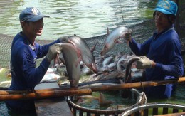 Trung Quốc giảm mua,  người nuôi cá tra điêu đứng