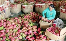 Với TPP, trái cây Việt Nam sẵn sàng chinh phục thị trường khó tính