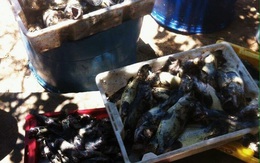 Cá chết ở đảo Phú Quý nghi do “thủy triều đỏ”