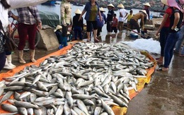 50 tấn cá chết: Bộ TN&MT lập tổ giám sát