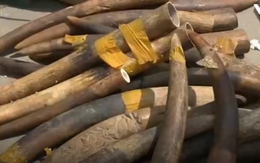 Phát hiện hơn 300kg ngà voi từ nước ngoài về sân bay Nội Bài